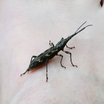 The Giraffe Weevil