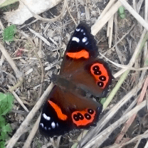 Red Admiral Butterfly