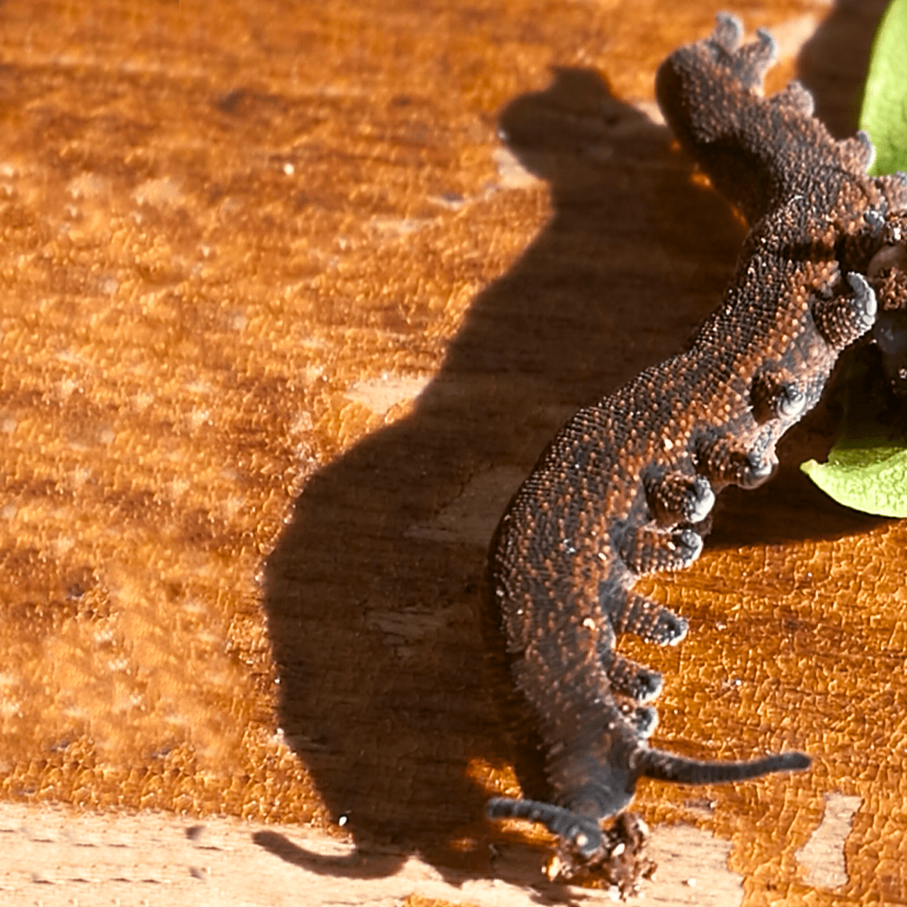 Catterpillar