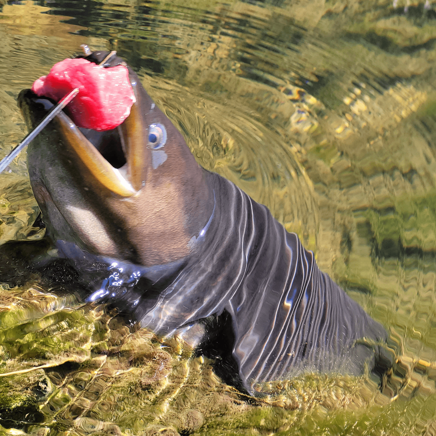 Feeding the eels