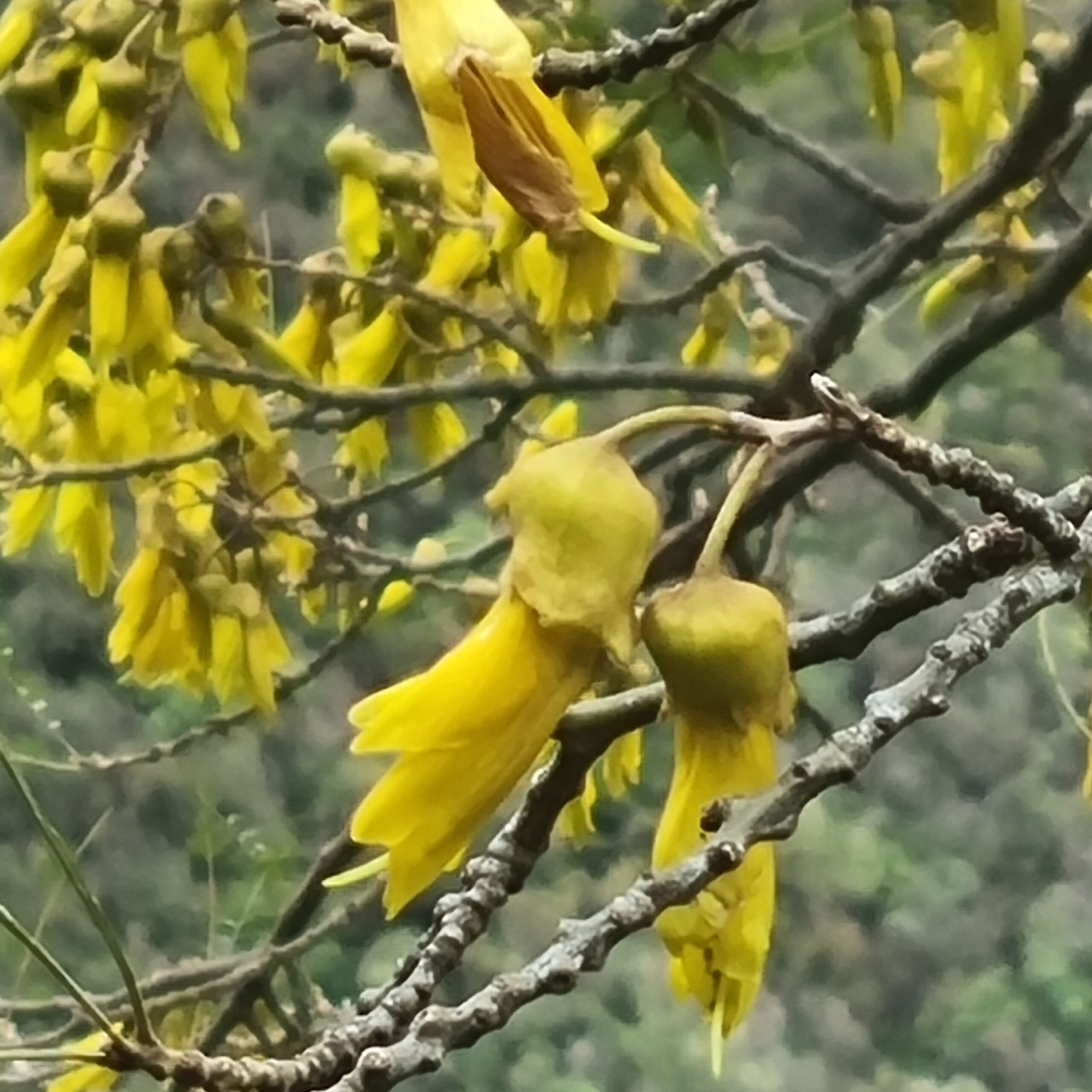 Kowhai blossom