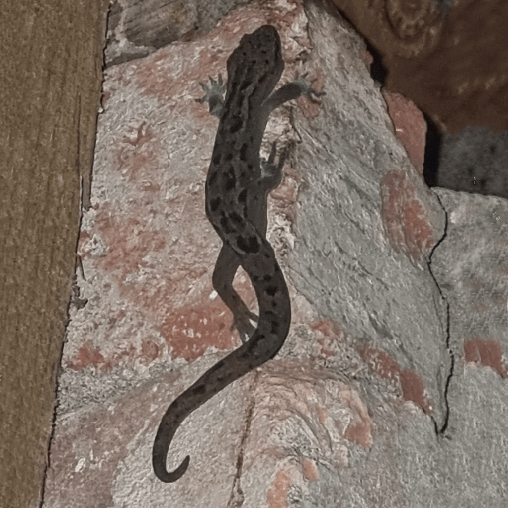 Gecko