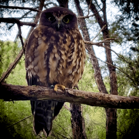 Morepork