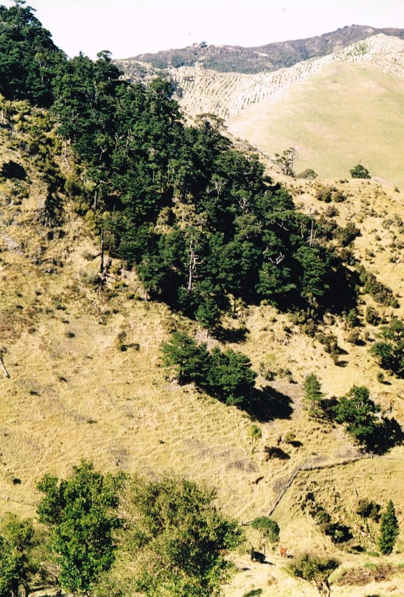1986 Forrestation