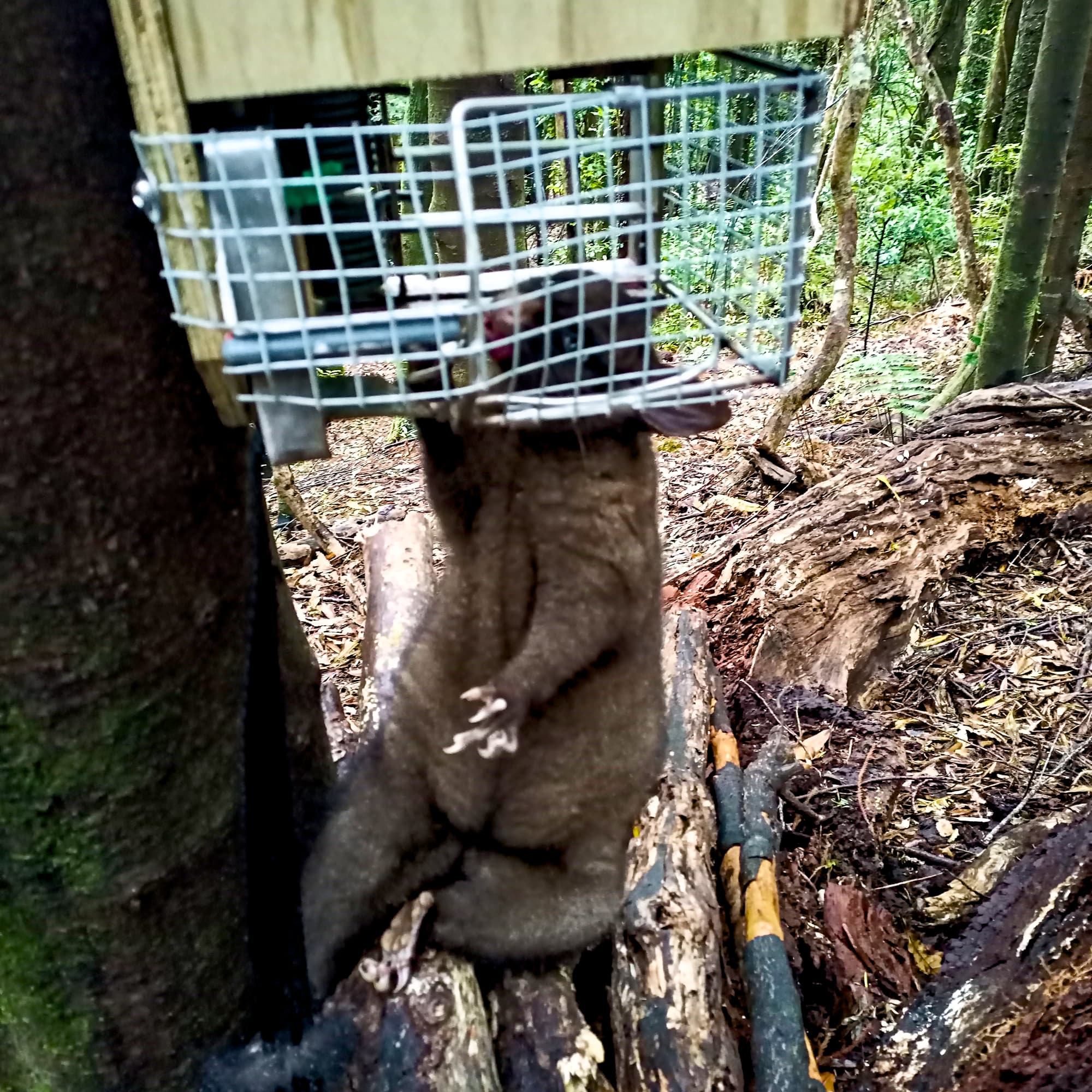 Possum Traps