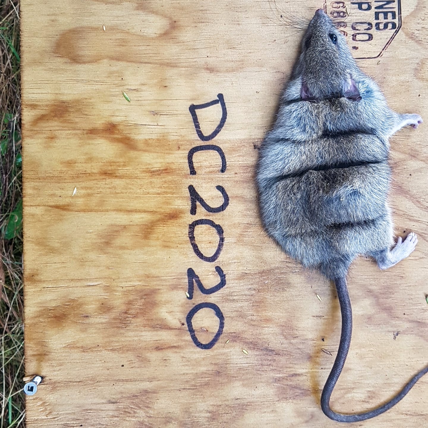Rats we catch in our traps