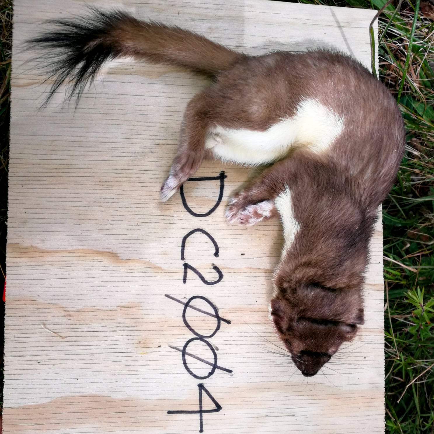 Stoats